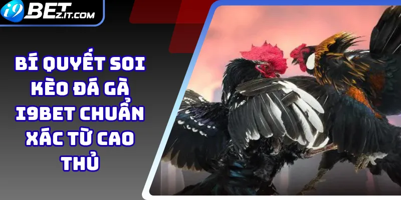 Bí quyết soi kèo đá gà i9bet chuẩn xác từ cao thủ 1 Bí quyết soi kèo đá gà i9bet
