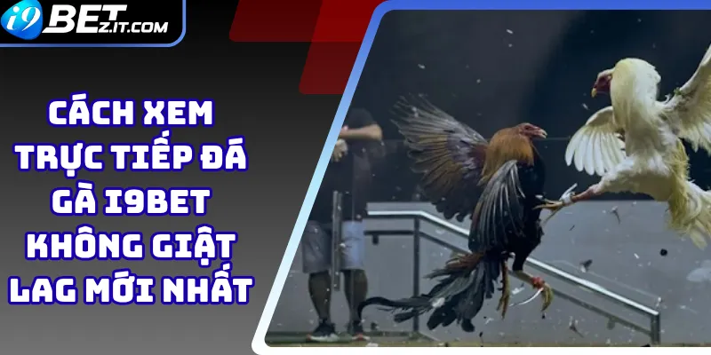 Cách Xem Trực Tiếp Đá Gà i9bet Không Giật Lag Mới Nhất 1 Cách Xem Trực Tiếp Đá Gà i9bet