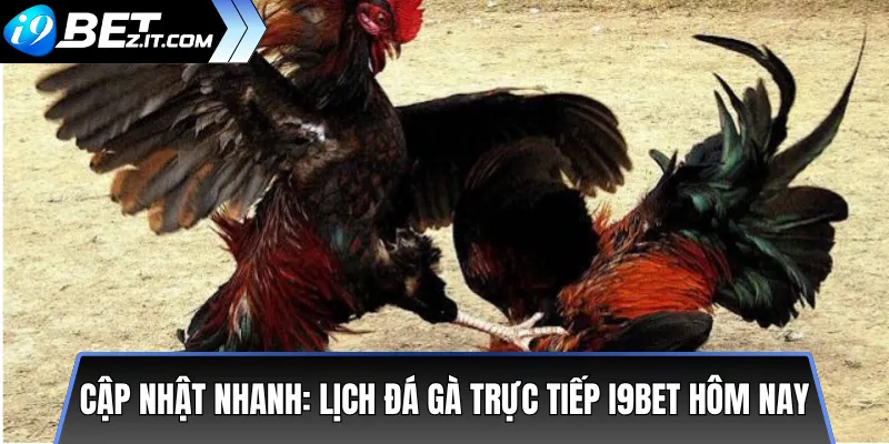 Lịch đá gà trực tiếp i9BET hôm nay – Xem trận mới nhất 3 Cập nhật nhanh: Lịch đá gà trực tiếp i9BET hôm nay