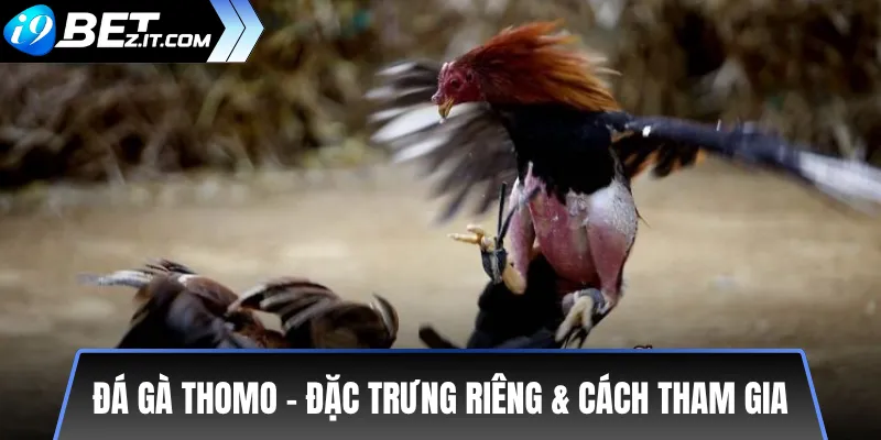 Phân biệt đá gà Campuchia và đá gà Thomo trên i9bet 3 Đá gà Thomo – đặc trưng riêng & cách tham gia
