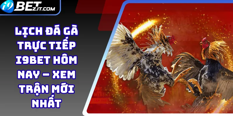 Lịch đá gà trực tiếp i9BET hôm nay – Xem trận mới nhất 1 Lịch đá gà trực tiếp i9BET
