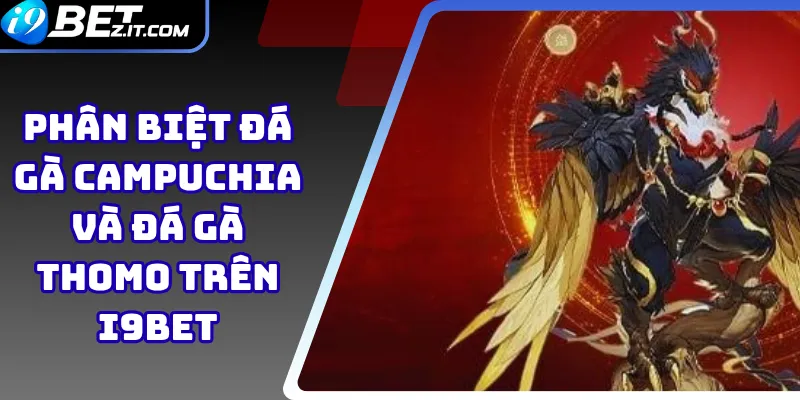 Phân biệt đá gà Campuchia và đá gà Thomo trên i9bet 1 Phân biệt đá gà Campuchia và đá gà Thomo trên i9bet