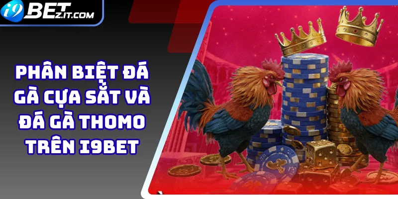 Phân Biệt Đá Gà Cựa Sắt Và Đá Gà Thomo Trên i9bet 1 Phân Biệt Đá Gà Cựa Sắt Và Đá Gà Thomo Trên i9bet