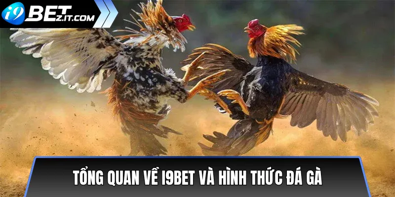 Phân biệt đá gà Campuchia và đá gà Thomo trên i9bet 2 Tổng quan về i9bet và hình thức đá gà