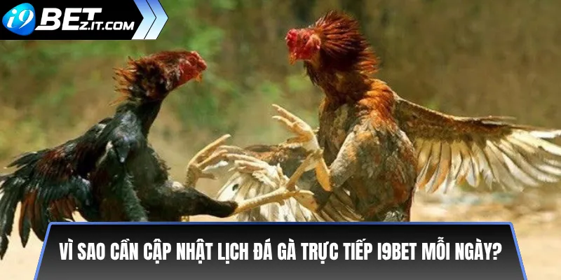 Lịch đá gà trực tiếp i9BET hôm nay – Xem trận mới nhất 2 Vì sao cần cập nhật lịch đá gà trực tiếp i9BET mỗi ngày?