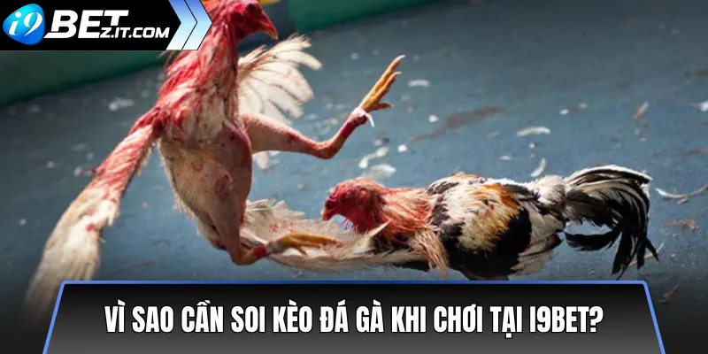 Bí quyết soi kèo đá gà i9bet chuẩn xác từ cao thủ 2 Vì sao cần soi kèo đá gà khi chơi tại i9bet?